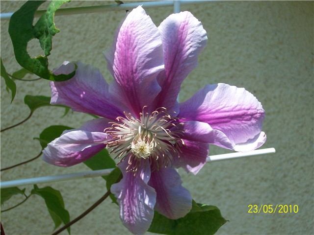 klematis Dr. Ruppel